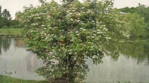 Ах, калина, красная калина...