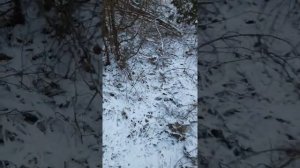 УДАЧНАЯ ОХОТА С ЛАЙКОЙ НА КУНИЦУ .