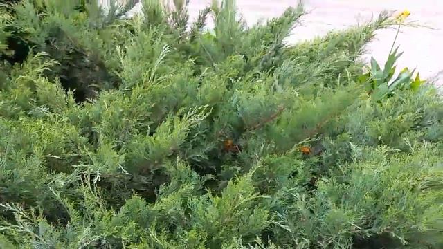 Ужас Грибковое заболевание Ржавчина смотреть онлайн