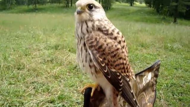 Горный Алтай. Молодой Сокол смотреть онлайн