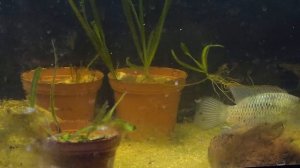 Наннакара с детками. Nannacara.