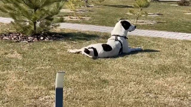 РАМС 1.5 года сын БУРАНА и ЗАРЫ , выпускник питомника АЗОВСКИЙ ДОЗОР, кайфует парень….. смотреть онлайн