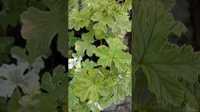 Душистые пеларгонии в нашем питомнике смотреть онлайн