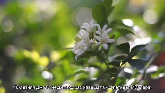 Анджелина Джоли провела время с бывшим мужем смотреть онлайн