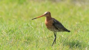 Кулик веретенник (большой веретенник)