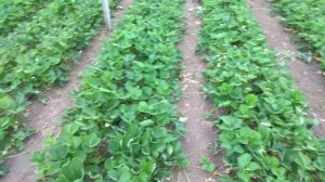 Клубника Клери в теплице цветёт по второму кругу