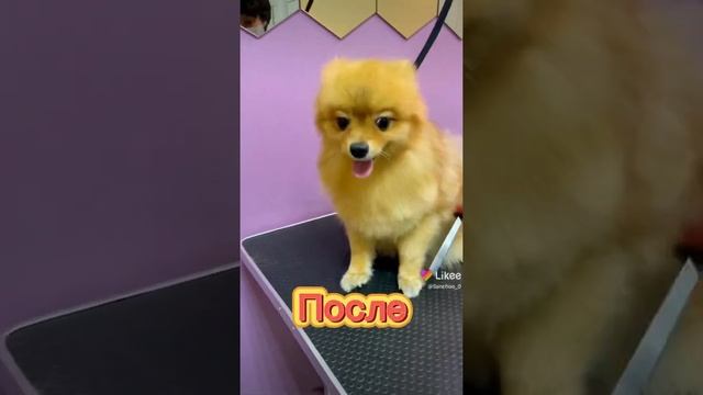 До и После стрижки шпица #shorts #dog #шпиц