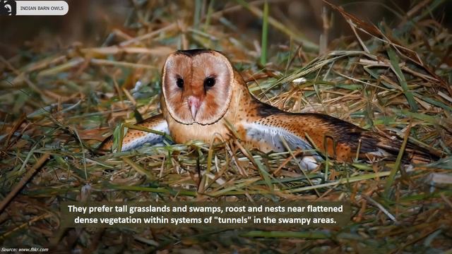 Barn Owls of India 🦉🇮🇳 | Owls | Raptors | Screech Owls смотреть онлайн