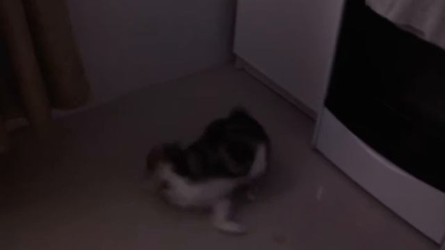 Когда кот почувствовал запах валерьянки смотреть онлайн