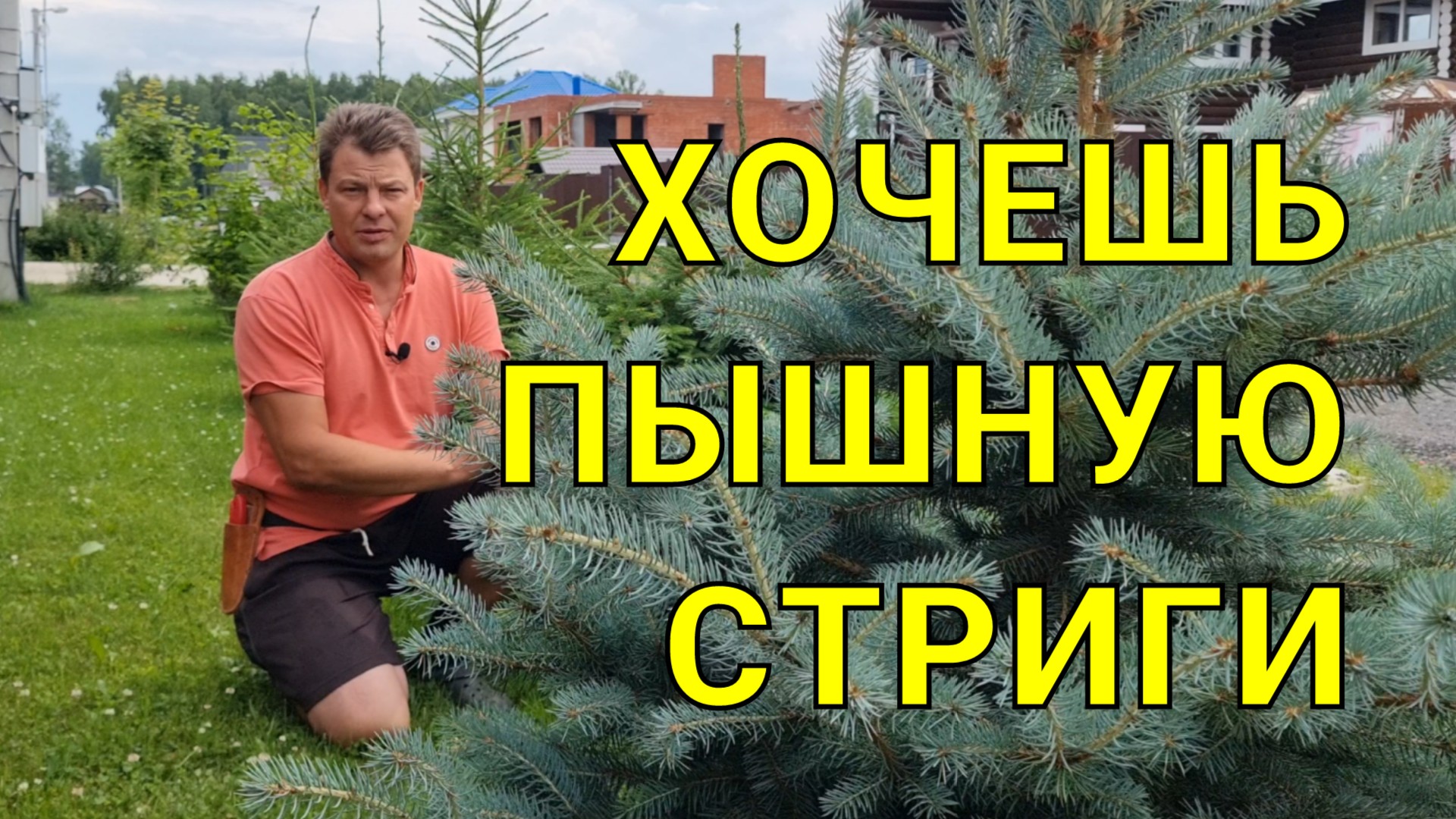 пышная ёлка - своими руками, когда и как стричь ёлки, да в принципе все хвойные растения