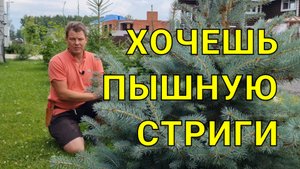 пышная ёлка - своими руками, когда и как стричь ёлки, да в принципе все хвойные растения