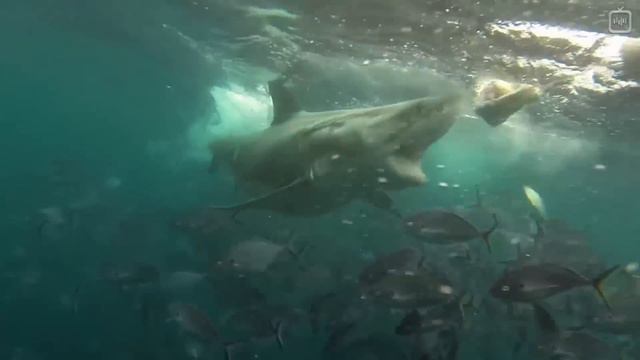 8 фактов и 2 заблуждения о белых акулах [Veritasium] смотреть онлайн