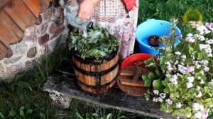 Огурцы в бочке зимуют в пруду, старинный способ.