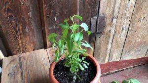 Работа в огороде часть 4