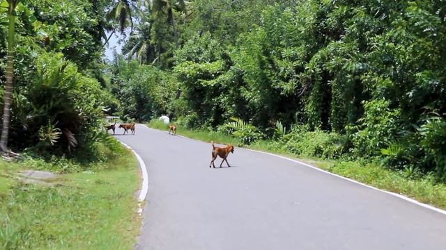 Exploring Beaches Of South Coast | Sri Lanka | Bentota | Hikkaduwa смотреть онлайн
