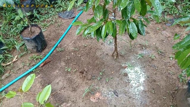 Dithane M-45 Fungisida Pengendali Hama Jamur Pada Tanaman Durian смотреть онлайн