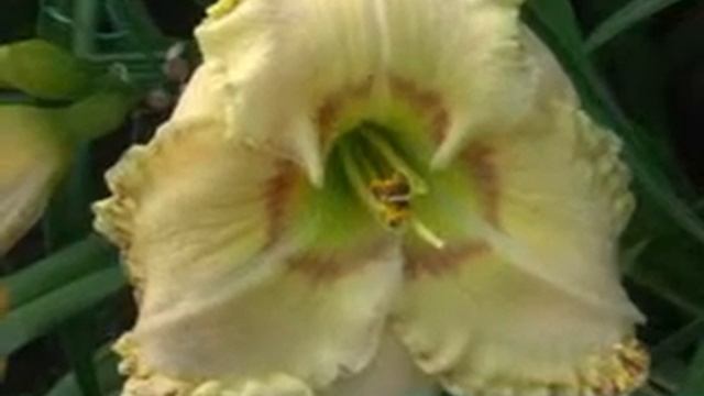лилейник daylily ELLIS POWELL.mpg смотреть онлайн