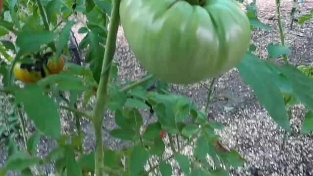 №36 "Новое чудо Земли".  Сорта помидоров. Выращивание помидоров. Огород. Сад. Томаты.