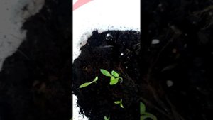 Результаты посадки прострела от 14.01.22 и пикировка прострела