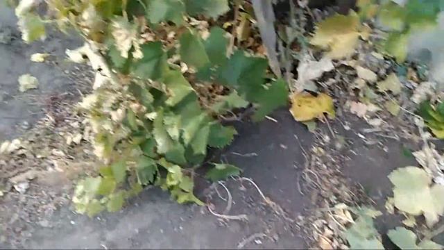 ВИНОГРАД ОБРЕЗКА ОСЕНЬЮ ГОТОВИМ ВИНОГРАД К ЗИМЕ. В ГОСТЯХ У ЗИНЫ vinograd obrezka osen'yu