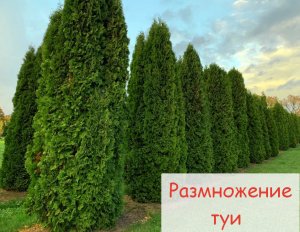 Туи, как их размножить?