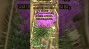 Масло чертополоха (расторопши) от компании Эрсаг