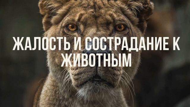 Жалость и сострадание к животным