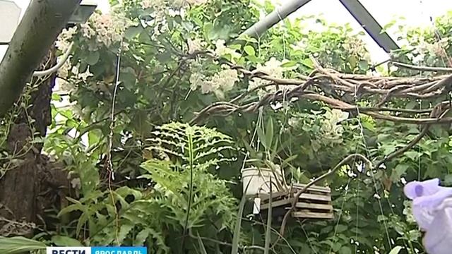 В оранжерее Педуниверситета зацвела "Ванда голубая" смотреть онлайн