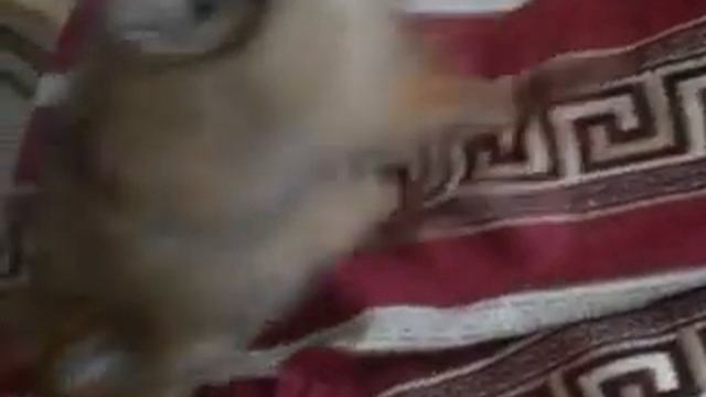 Арчі смотреть онлайн