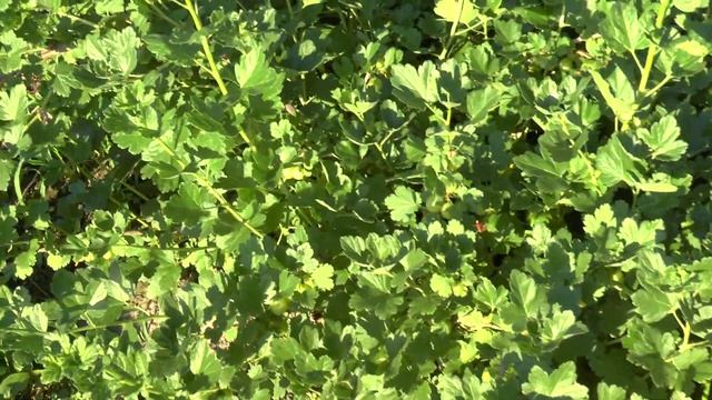 Как выращивать крыжовник на даче смотреть онлайн