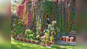 Девичий виноград – вьющееся растение для «маскировки»