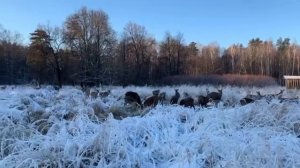 Стадо диких пятнистых оленей на Лосиной биостанции (Московская область)