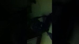 Вязка цвергпинчеров