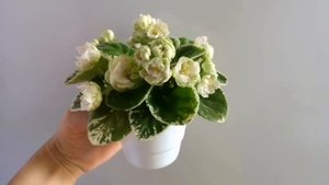 От начала до полного раскрытия, фиалка полумини ЛЕ-Элли. Супер красивый сорт?