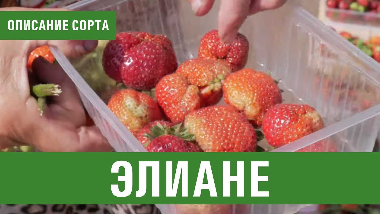 Клубника. Описание сорта Элиане. Айтжанова Светлана Дмитриевна о сортах земляники.