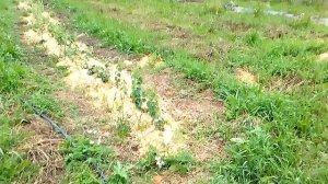 сад в Сибири путём тыка,  методом проб и ошибок