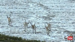 Добраться до заповедника «Кузнецкий Алатау» стало ещё проще
