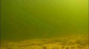 РЫБАЛКА НА ЖИВЦА. ПОДВОДНАЯ СЪЁМКА. ЛОВЛЯ ОКУНЯ.