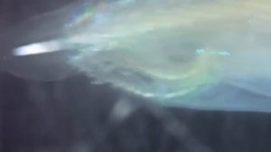 Подтип Бесчерепные