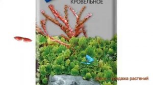 Молодило кровельное Молодило кровельное ? обзор: как сажать, семена молодила Молодило кровельное