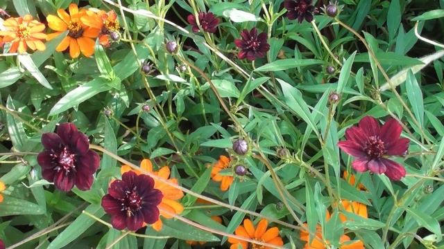 Красный цветник: канны, циннии, георгины... Что ещё? смотреть онлайн