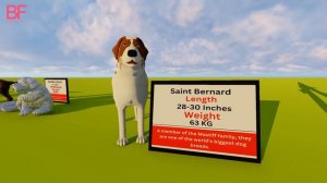 Dogs SIZE Comparison || 3D Comparison 2023 #animals #animalsize