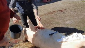 ЭТОТ СПОСОБ ОБРАБОТКИ СВИНЬИ ИСПОЛЬЗОВАЛИ НАШИ ДЕДЫ И ПРАДЕДЫ! КАК Я ОБРАБАТЫВАЮ СВИНЬЮ