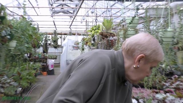 Новинки папоротников Тайланд. Часть -1(Davallia,Bolbitis,Microsorum) смотреть онлайн