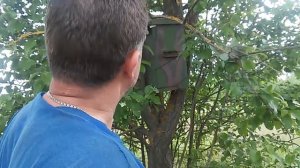 Часть 2. Ставим ловушки, снимаем рои, пересаживаем их в ульи.