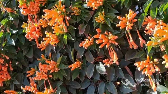 Алоэ цветёт! Баухиния благоухает! смотреть онлайн