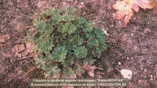 Многолетние растения сада, декоративные в конце апреля.