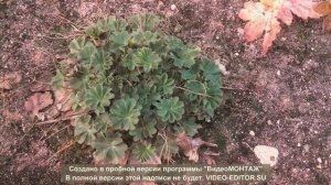 Многолетние растения сада, декоративные в конце апреля.
