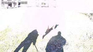 Гоню кабана свинье загуляла