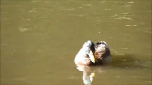 Городской парк им.Горького, г.Саратов 13.09.2018. прогулка